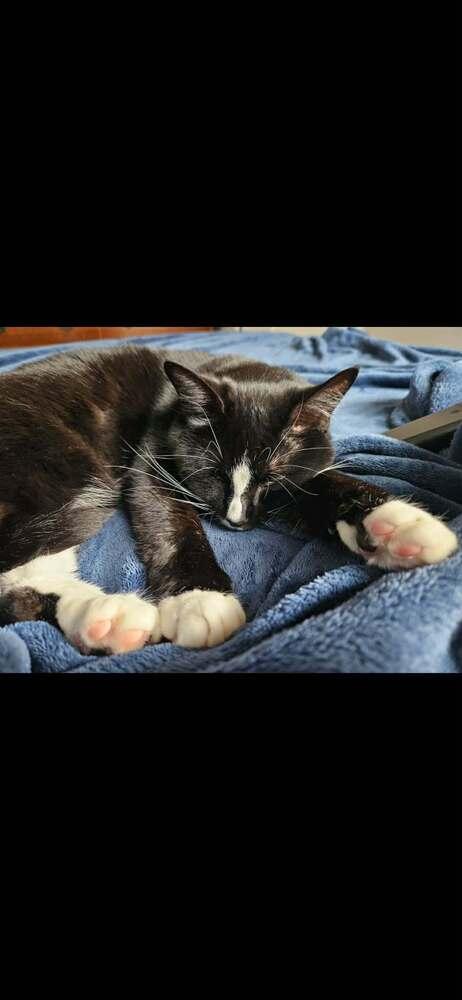 Enlarge Charlie Girl, a Adoptable Domestic Short Hair in Clinton Township, MI image 5/6