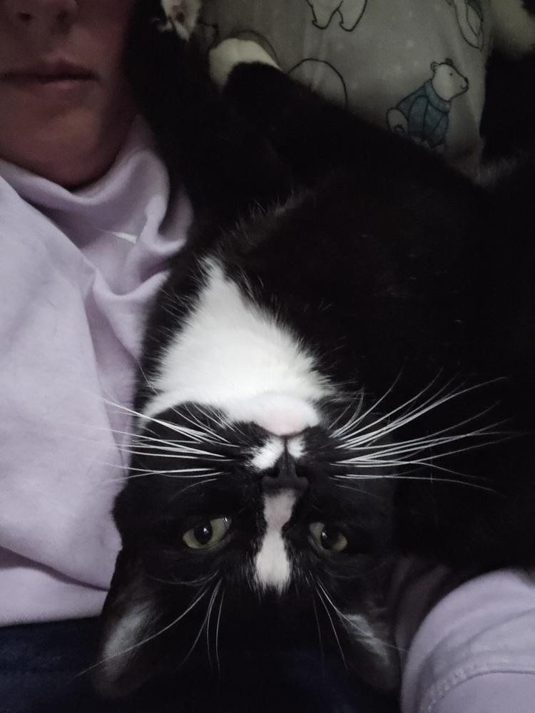 Enlarge Charlie Girl, a Adoptable Domestic Short Hair in Clinton Township, MI image 6/6