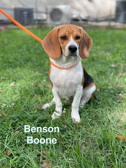 Enlarge BENSON BOONE, an adopted mixed breed in Madisonville, LA image 2/6