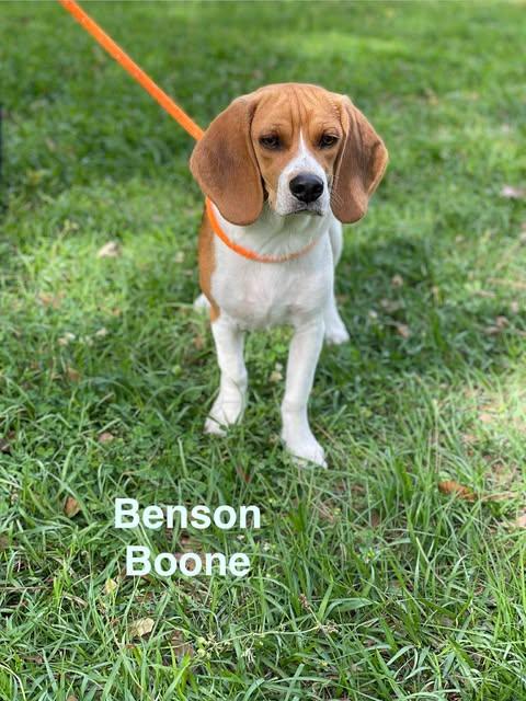 Enlarge BENSON BOONE, an adopted mixed breed in Madisonville, LA image 4/6
