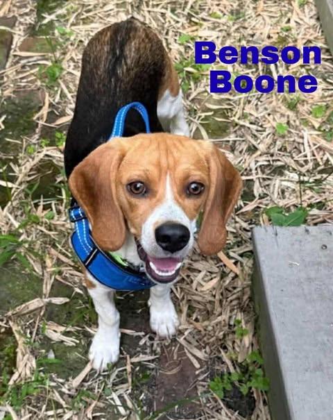 Enlarge BENSON BOONE, an adopted mixed breed in Madisonville, LA image 1/6