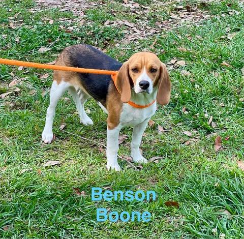 Enlarge BENSON BOONE, an adopted mixed breed in Madisonville, LA image 3/6