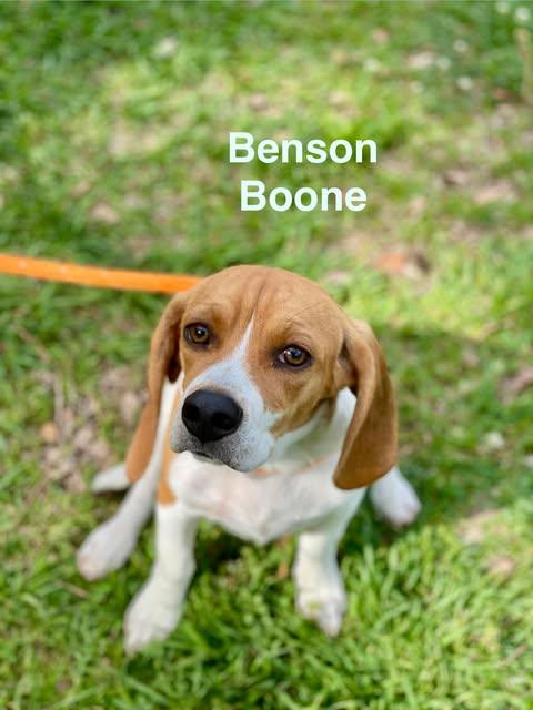 Enlarge BENSON BOONE, an adopted mixed breed in Madisonville, LA image 5/6
