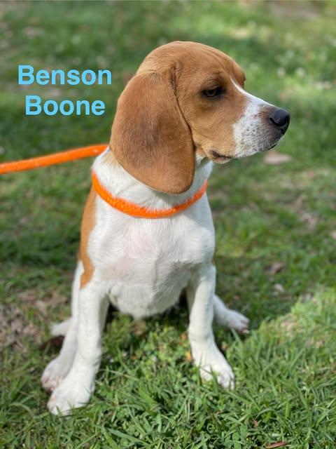 Enlarge BENSON BOONE, an adopted mixed breed in Madisonville, LA image 6/6