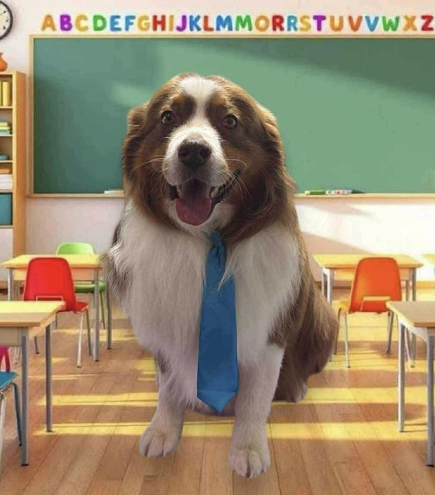 0923 Chance, Adoptable, Adult Male Australian Shepherd.