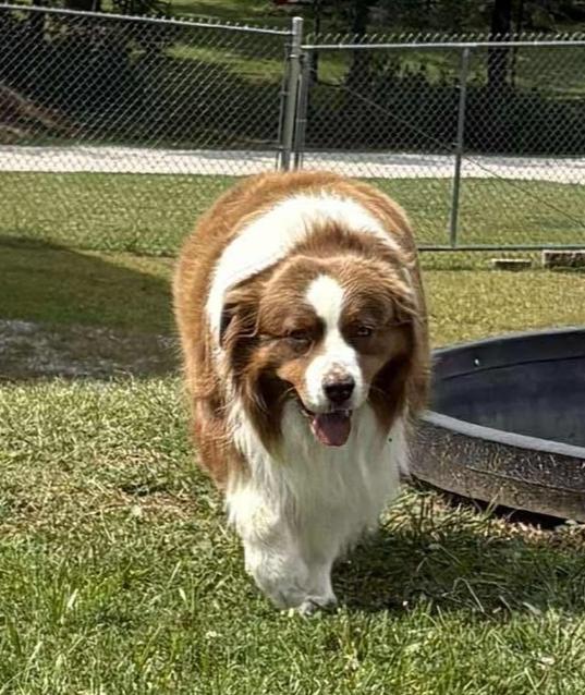 Enlarge 0923 Chance, a Adoptable Australian Shepherd in Ottumwa, IA image 2/6