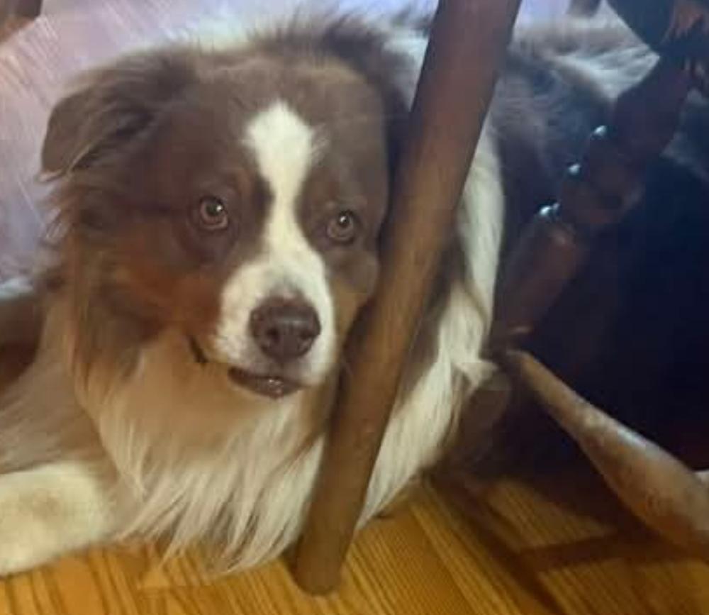 Enlarge 0923 Chance, a Adoptable Australian Shepherd in Ottumwa, IA image 3/6