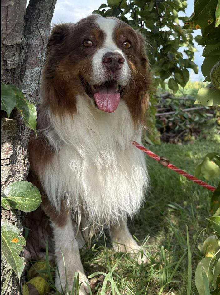 Enlarge 0923 Chance, a Adoptable Australian Shepherd in Ottumwa, IA image 4/6