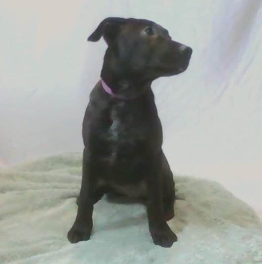 Enlarge Rabbit, a Adoptable Mixed Breed in Georgetown, SC image 1/1