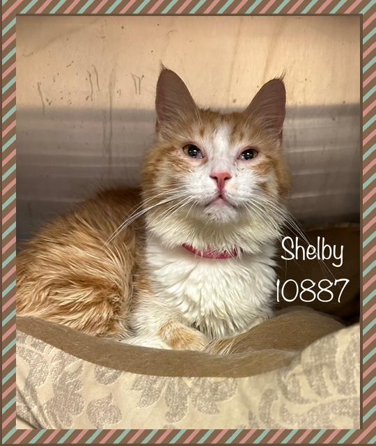 SHELBY