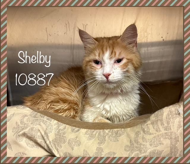 SHELBY