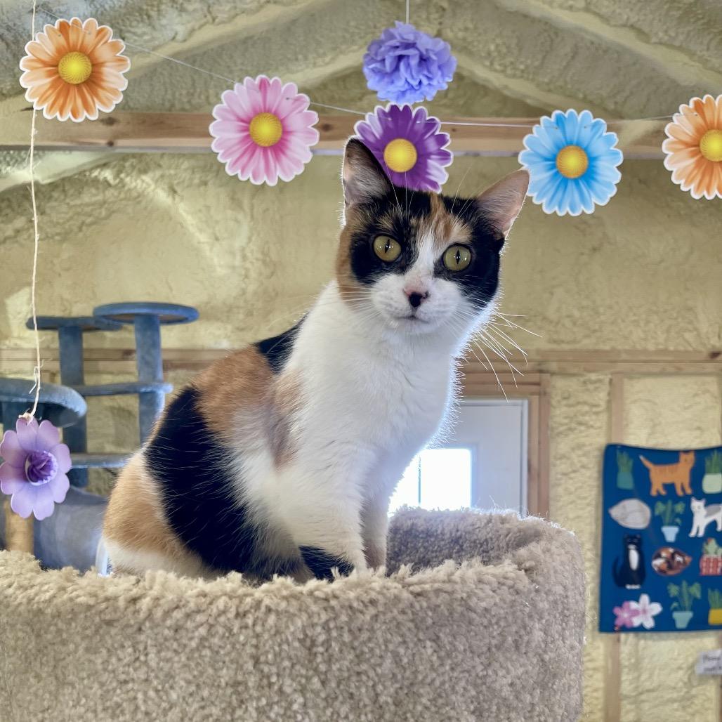 Nala, a Adoptable Domestic Short Hair in Park Falls, WI image 1/3