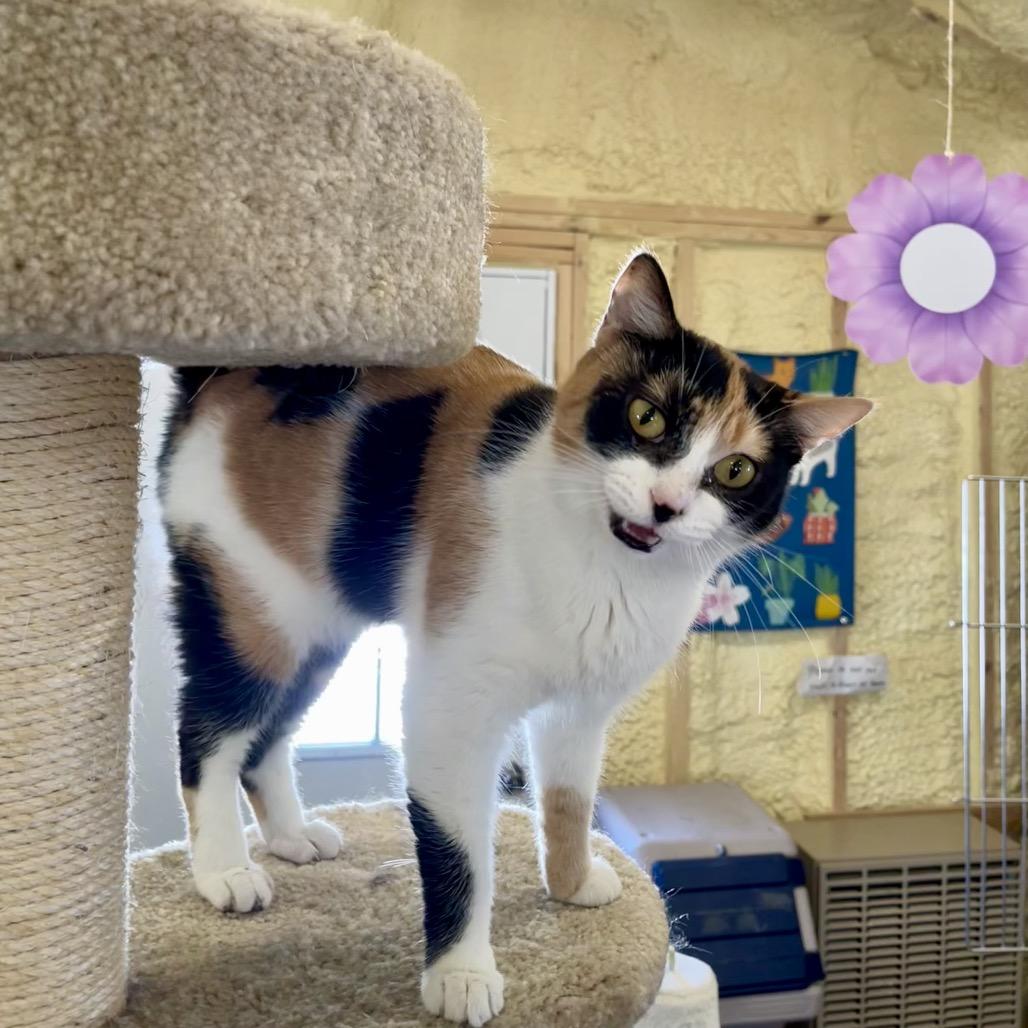 Nala, a Adoptable Domestic Short Hair in Park Falls, WI image 2/3