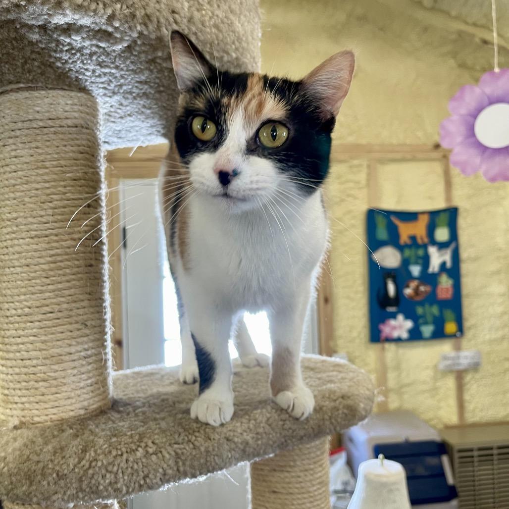 Nala, a Adoptable Domestic Short Hair in Park Falls, WI image 3/3