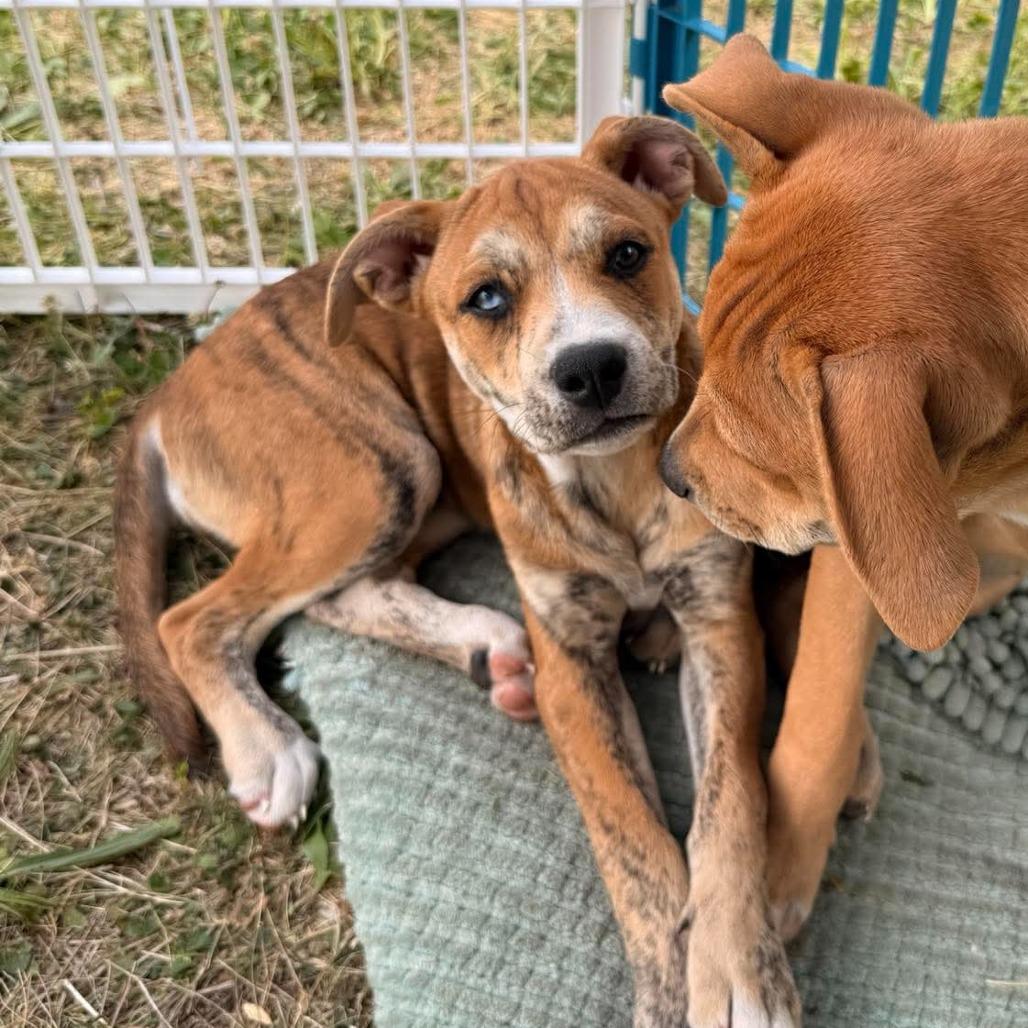 Cinnamon, Adoptable, Puppy Female English Bulldog & Shepherd.