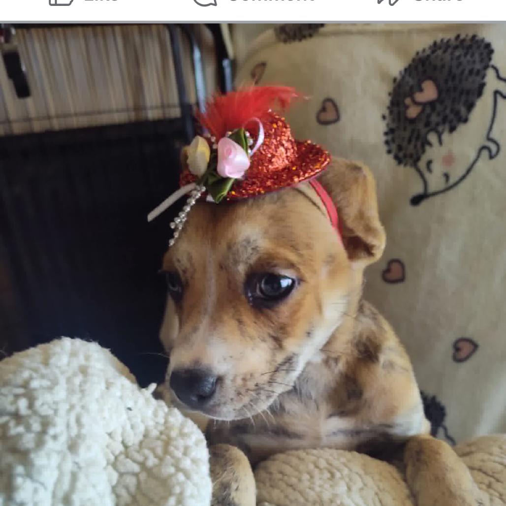 Cinnamon, a Adoptable mixed breed in Joliet, IL image 1/4