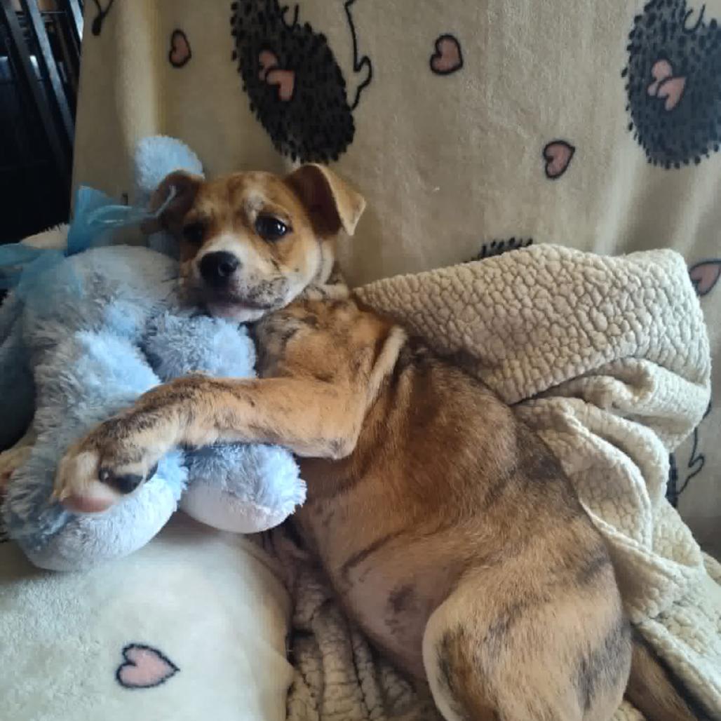 Cinnamon, a Adoptable mixed breed in Joliet, IL image 2/4