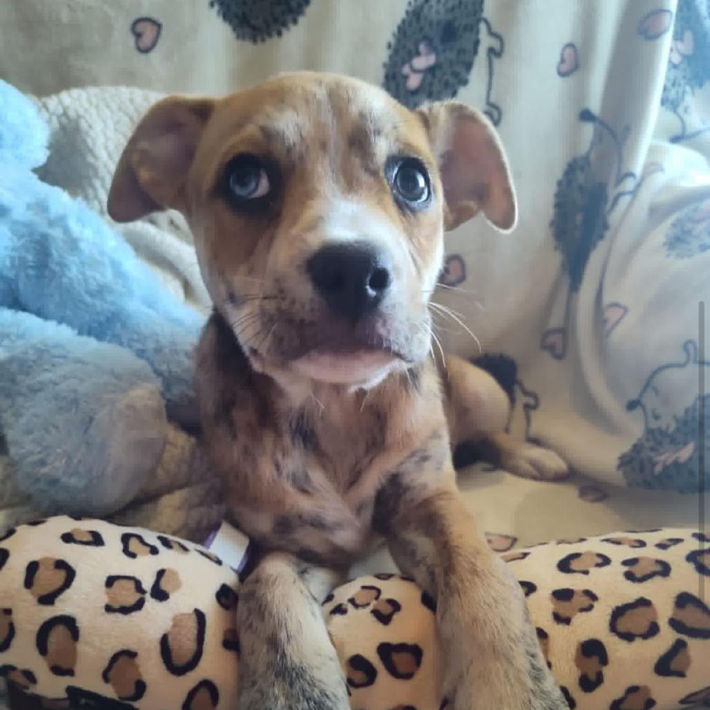 Cinnamon, a Adoptable mixed breed in Joliet, IL image 3/4