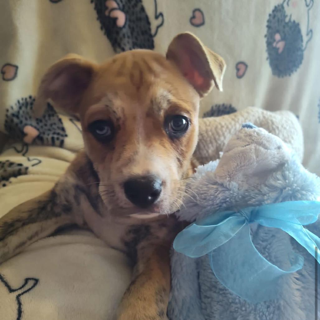 Cinnamon, a Adoptable mixed breed in Joliet, IL image 4/4