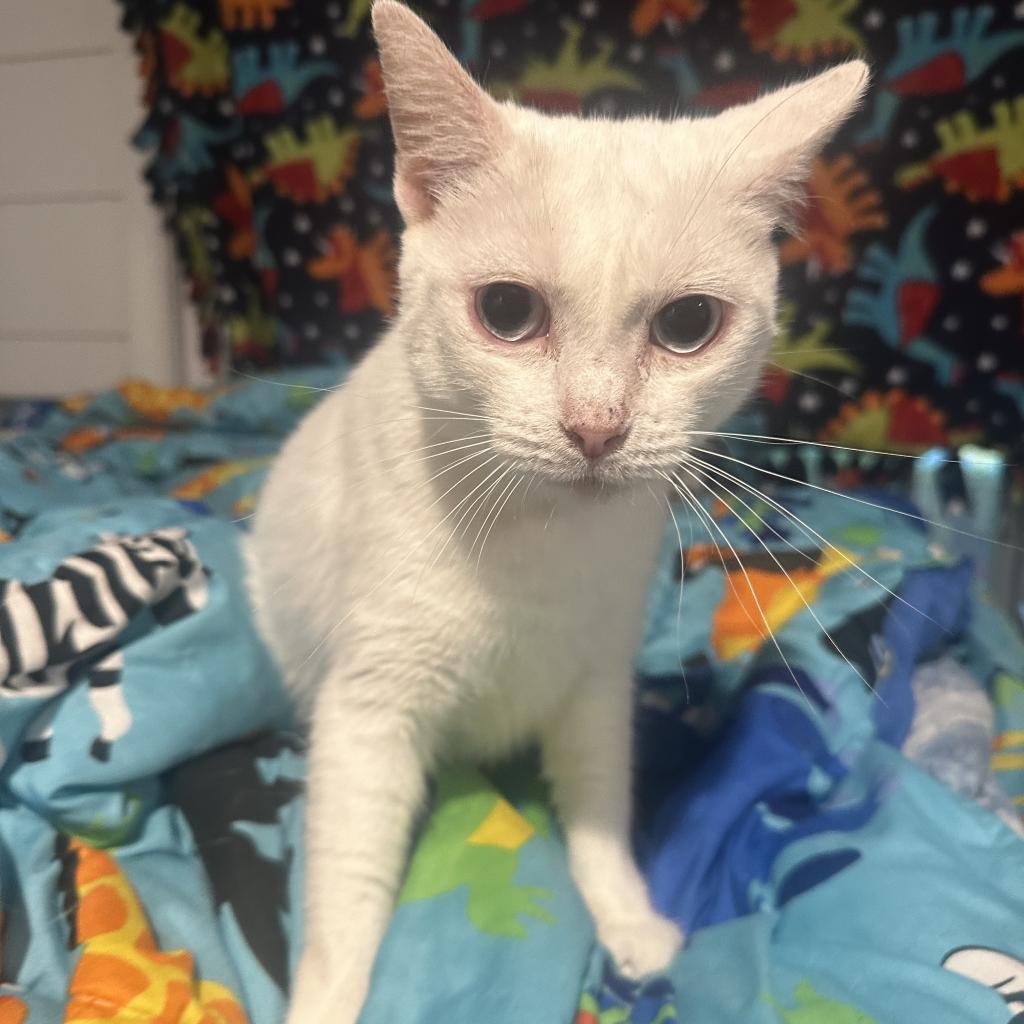 Naomi, Adoptable, Adult Female Domestic Short Hair.