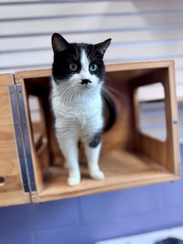 Butch, Adoptable, Adult Male Domestic Short Hair.