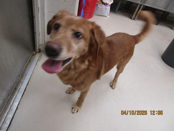 Garfunkel (827), Adoptable, Senior Male Shepherd.