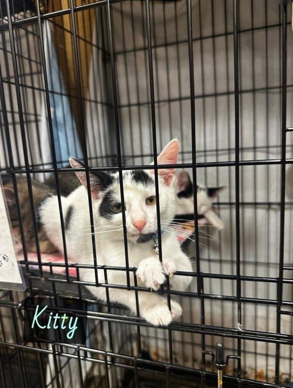 Enlarge Kitty, a Adoptable Domestic Short Hair in Highland, IN image 1/2