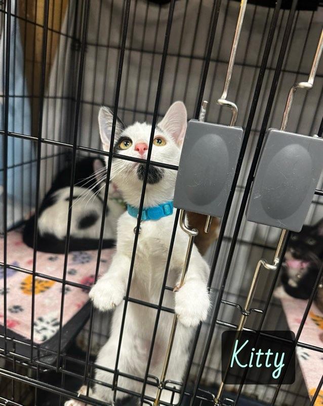 Enlarge Kitty, a Adoptable Domestic Short Hair in Highland, IN image 2/2