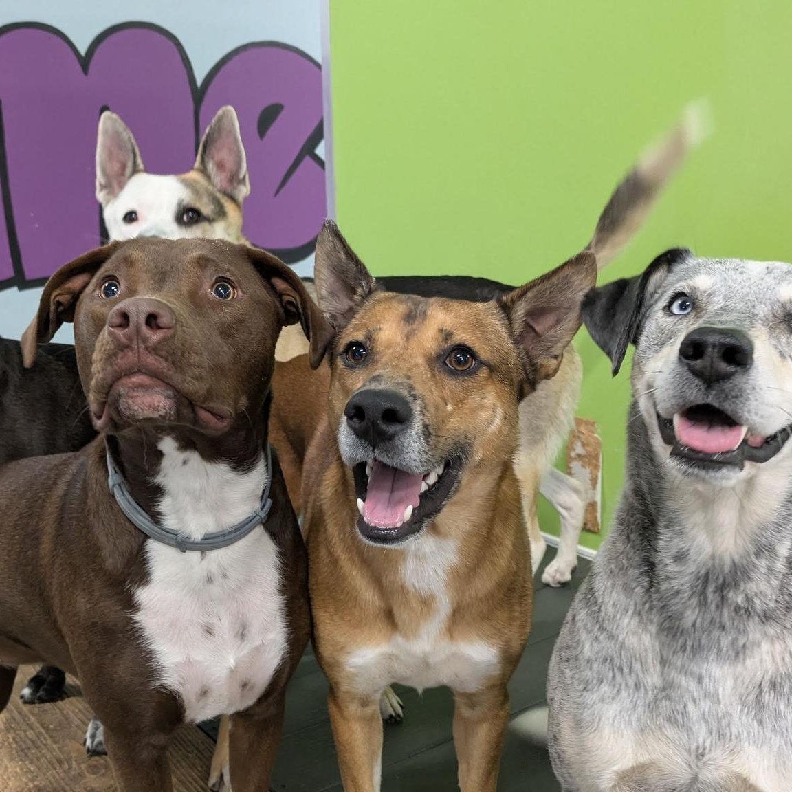 Donald, a ADOPTABLE mixed breed in Penfield, NY image 4/6