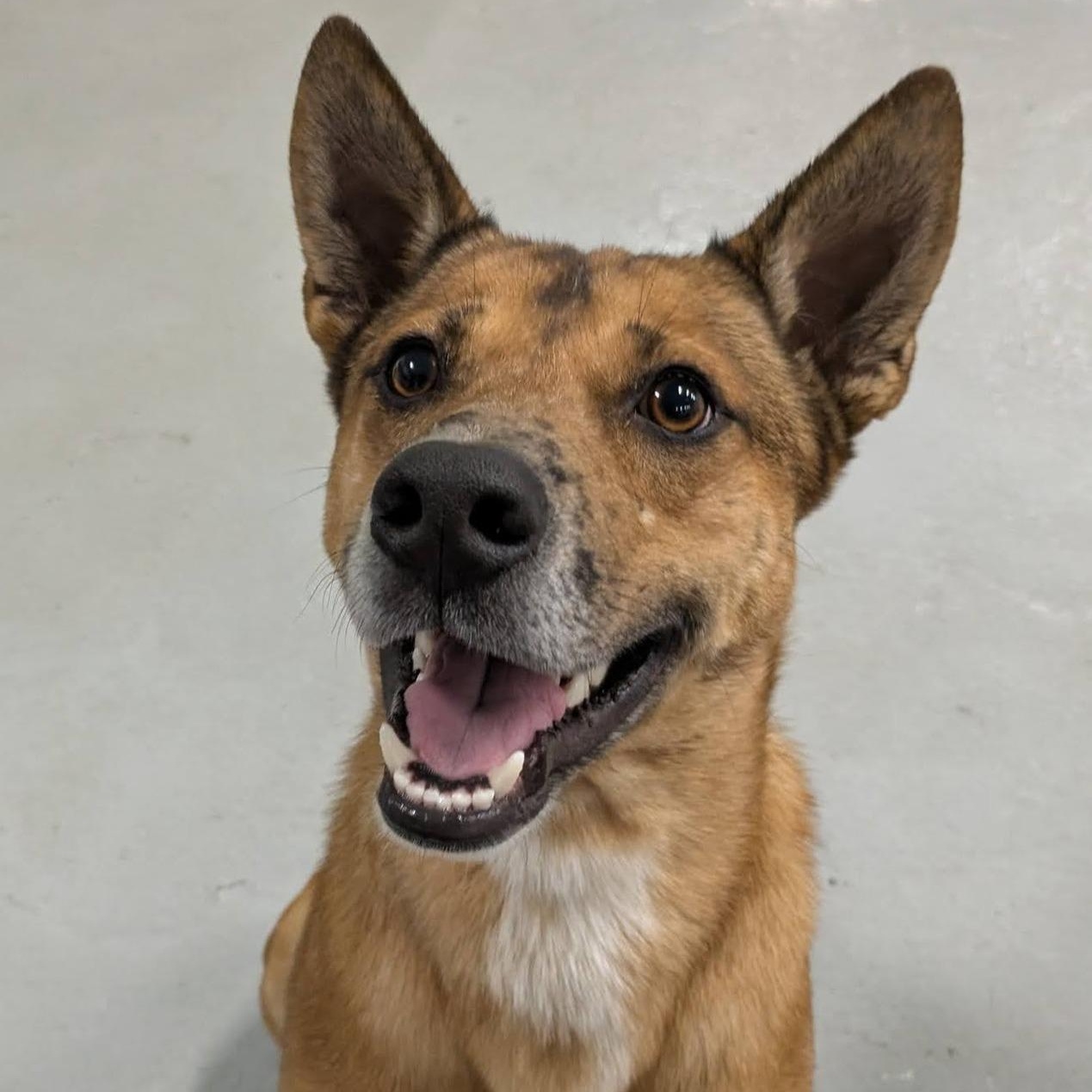 Donald, a ADOPTABLE mixed breed in Penfield, NY image 6/6