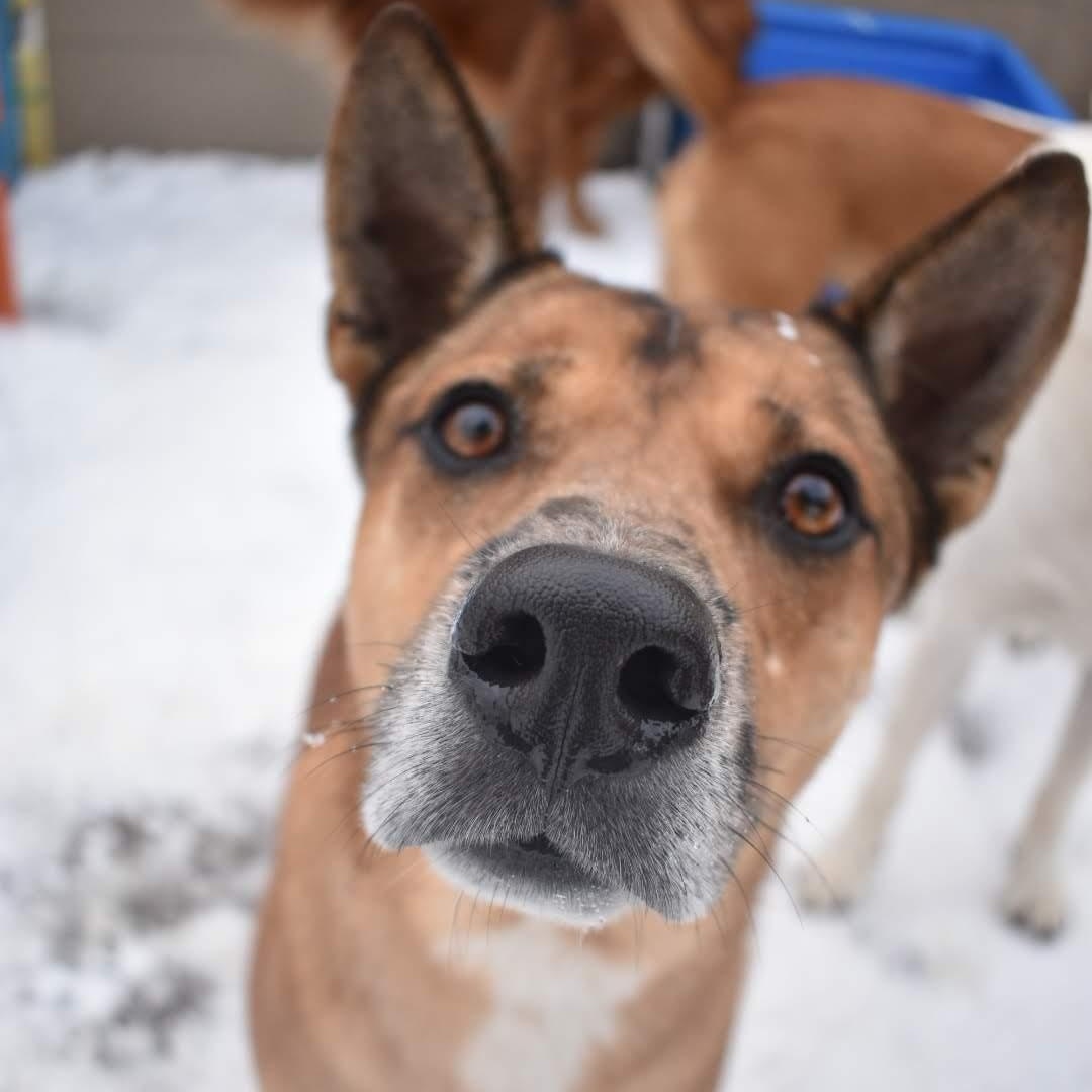Donald, ADOPTABLE, Adult Male Australian Cattle Dog / Blue Heeler.