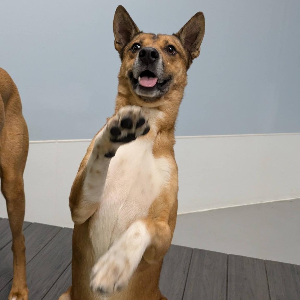 Donald, a ADOPTABLE mixed breed in Penfield, NY image 3/6