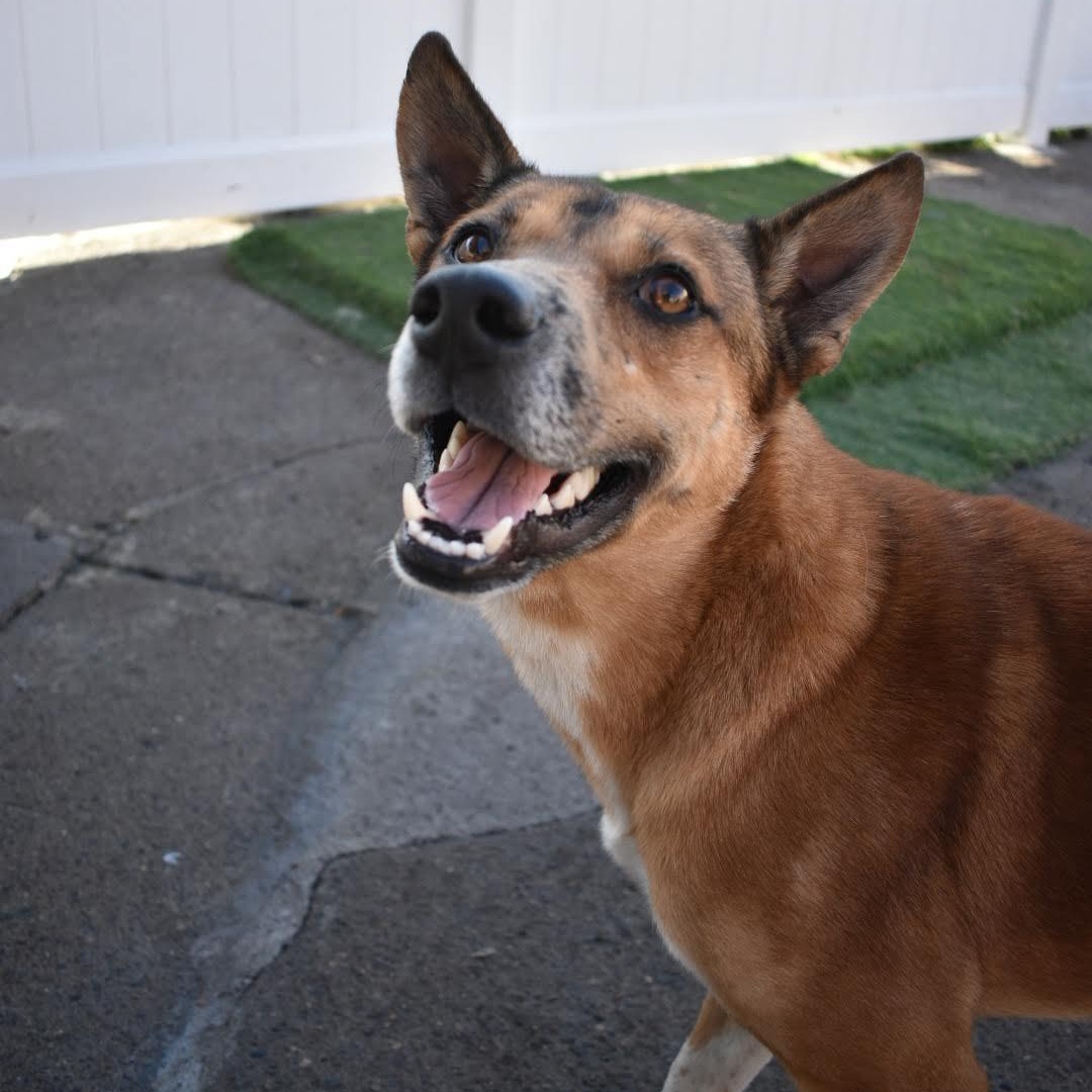 Donald, a ADOPTABLE mixed breed in Penfield, NY image 5/6