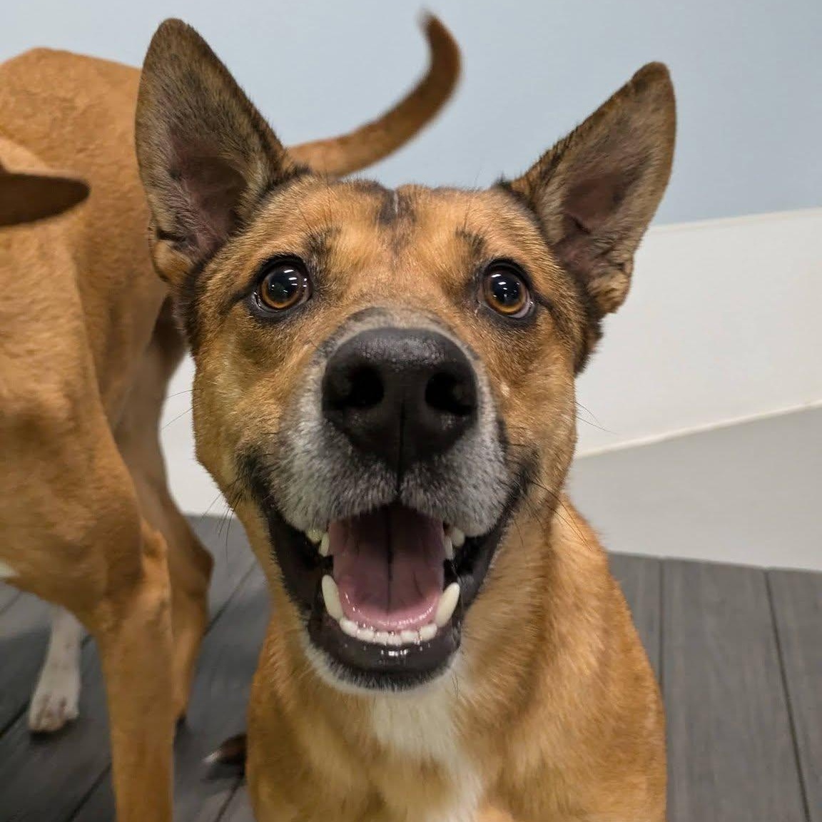 Donald, a ADOPTABLE mixed breed in Penfield, NY image 2/6