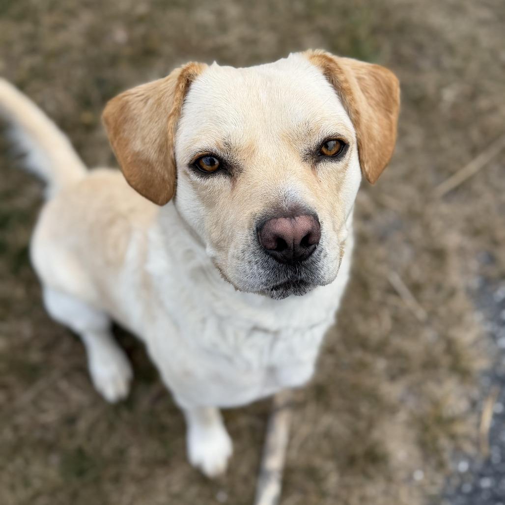 Tobi, Adoptable, Adult Male Labrador Retriever & Beagle.