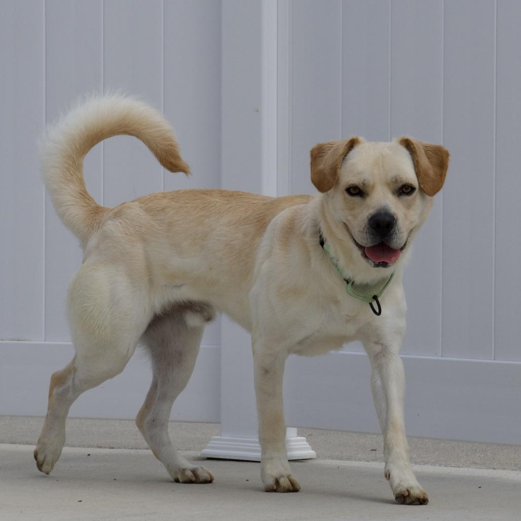 Enlarge Tobi, a Adoptable mixed breed in Harrisonburg, VA image 2/6