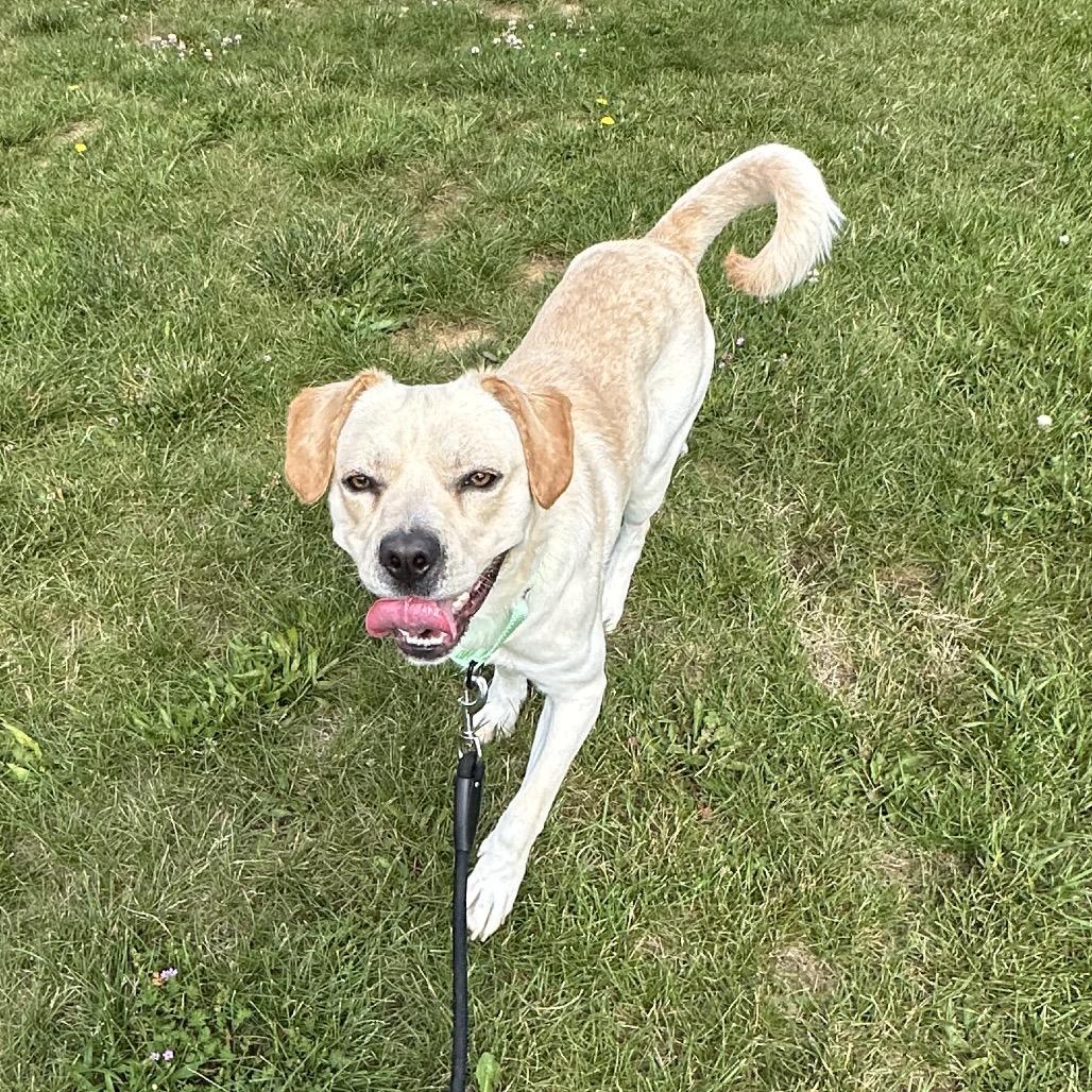 Enlarge Tobi, a Adoptable mixed breed in Harrisonburg, VA image 3/6