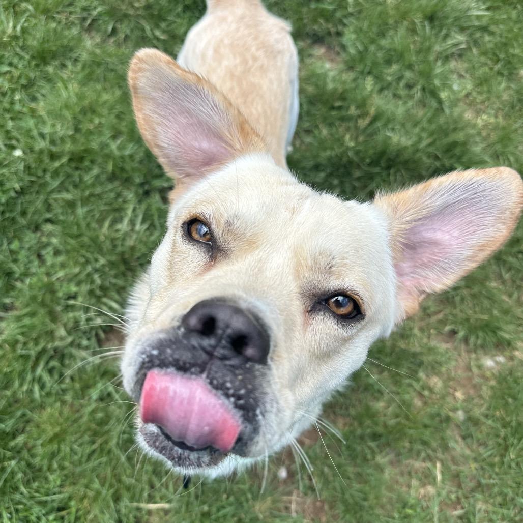 Enlarge Tobi, a Adoptable mixed breed in Harrisonburg, VA image 4/6