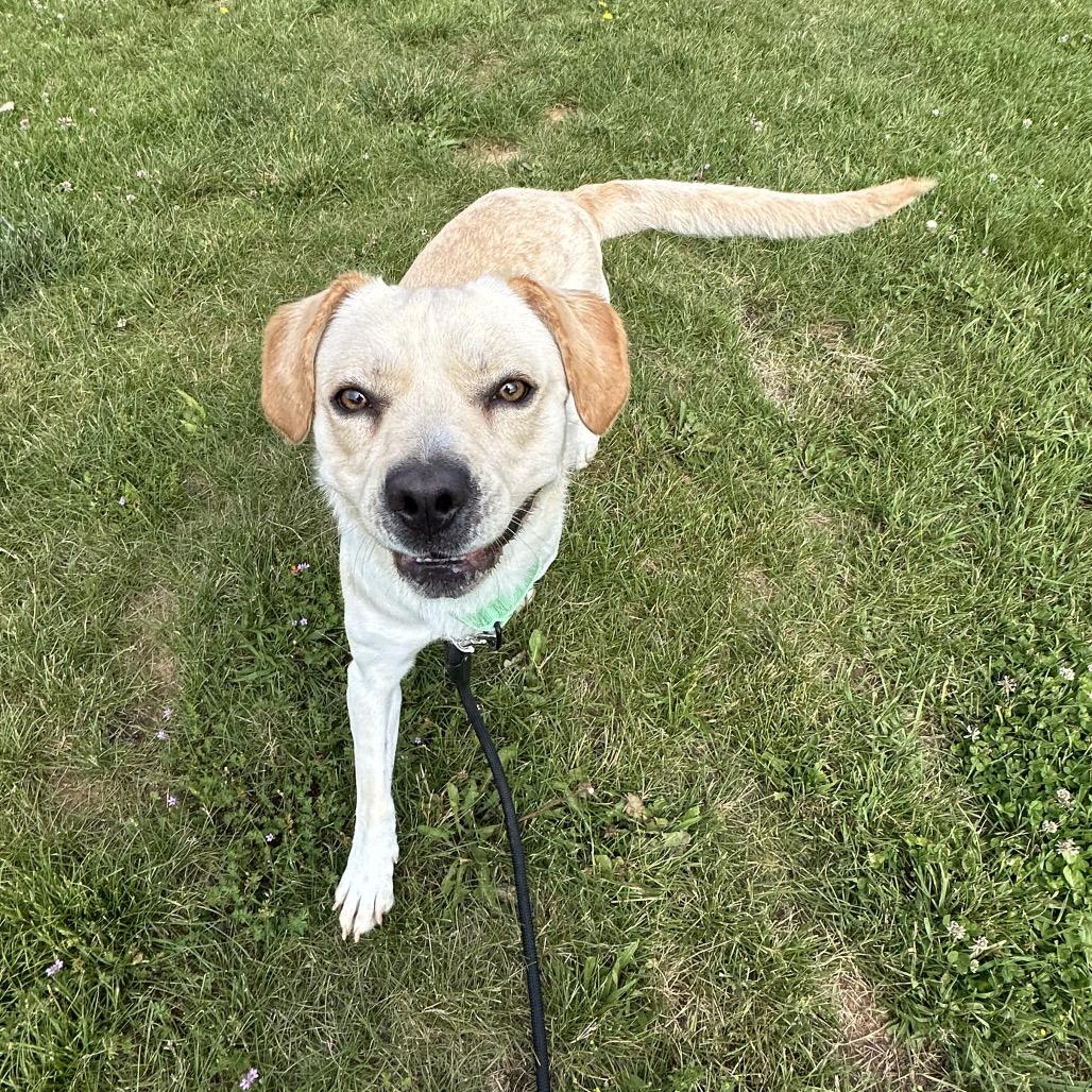 Enlarge Tobi, a Adoptable mixed breed in Harrisonburg, VA image 5/6