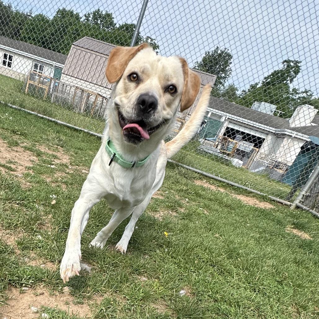 Enlarge Tobi, a Adoptable mixed breed in Harrisonburg, VA image 6/6