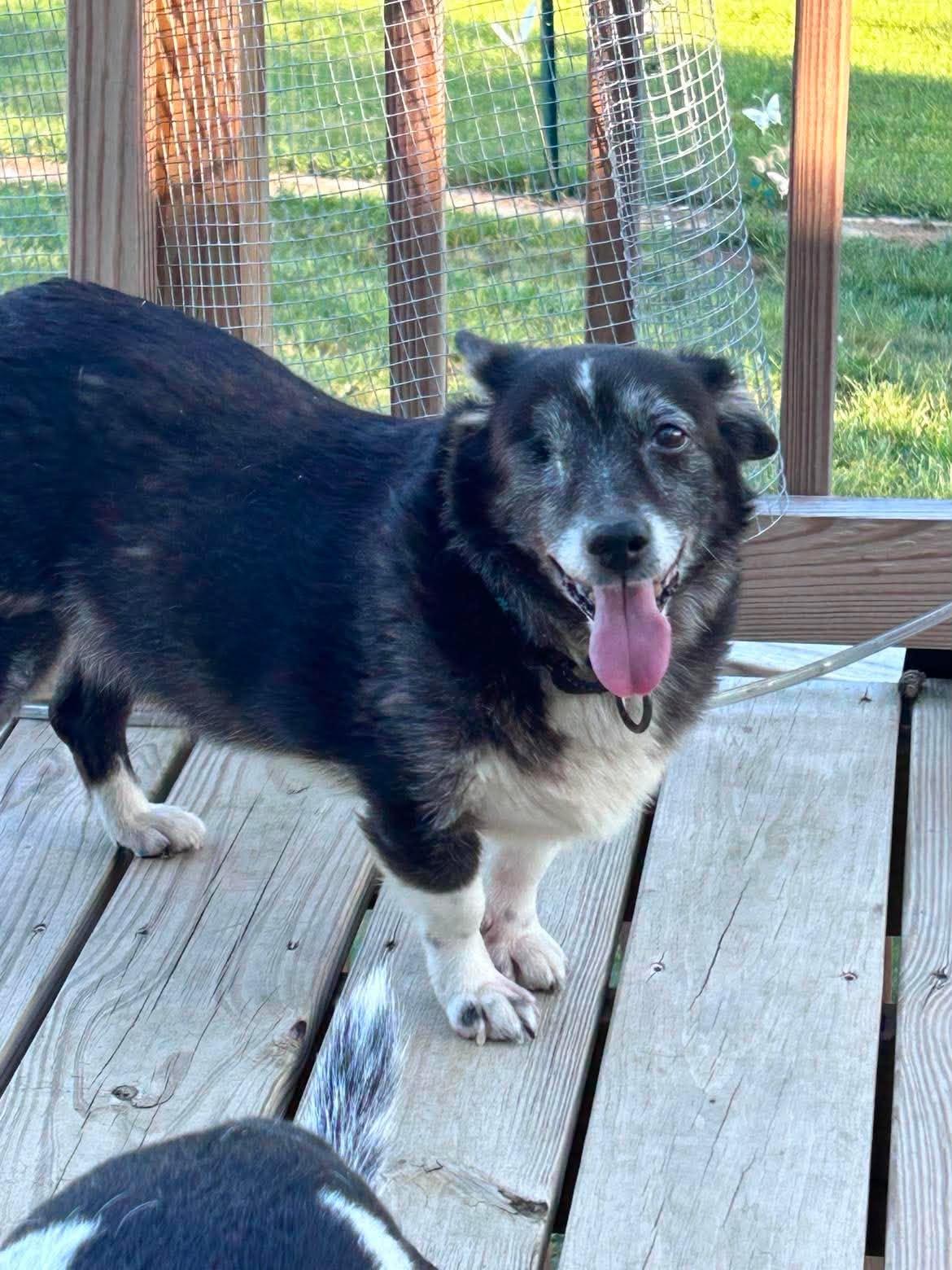 Bunny, Adoptable, Adult Female Corgi.
