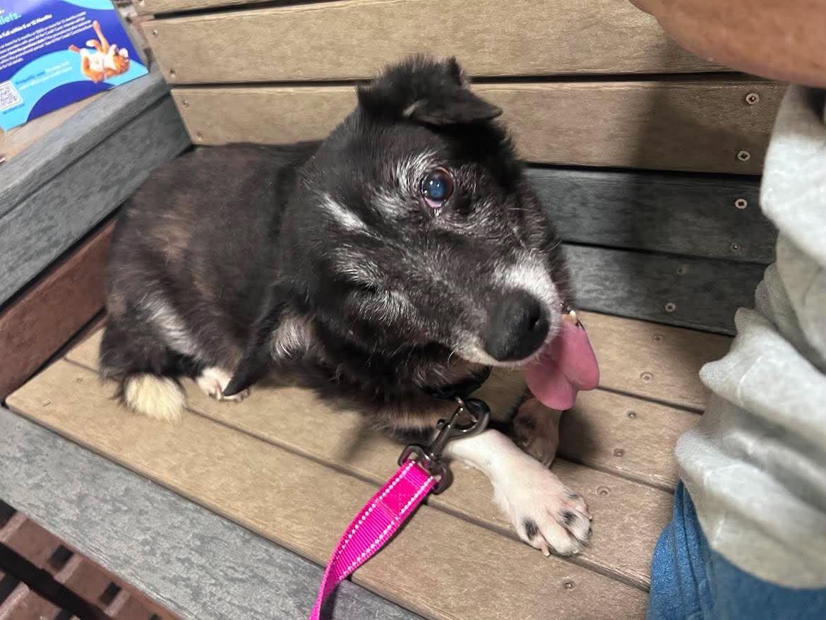 Bunny, a Adoptable Corgi in Ceres, VA image 2/3