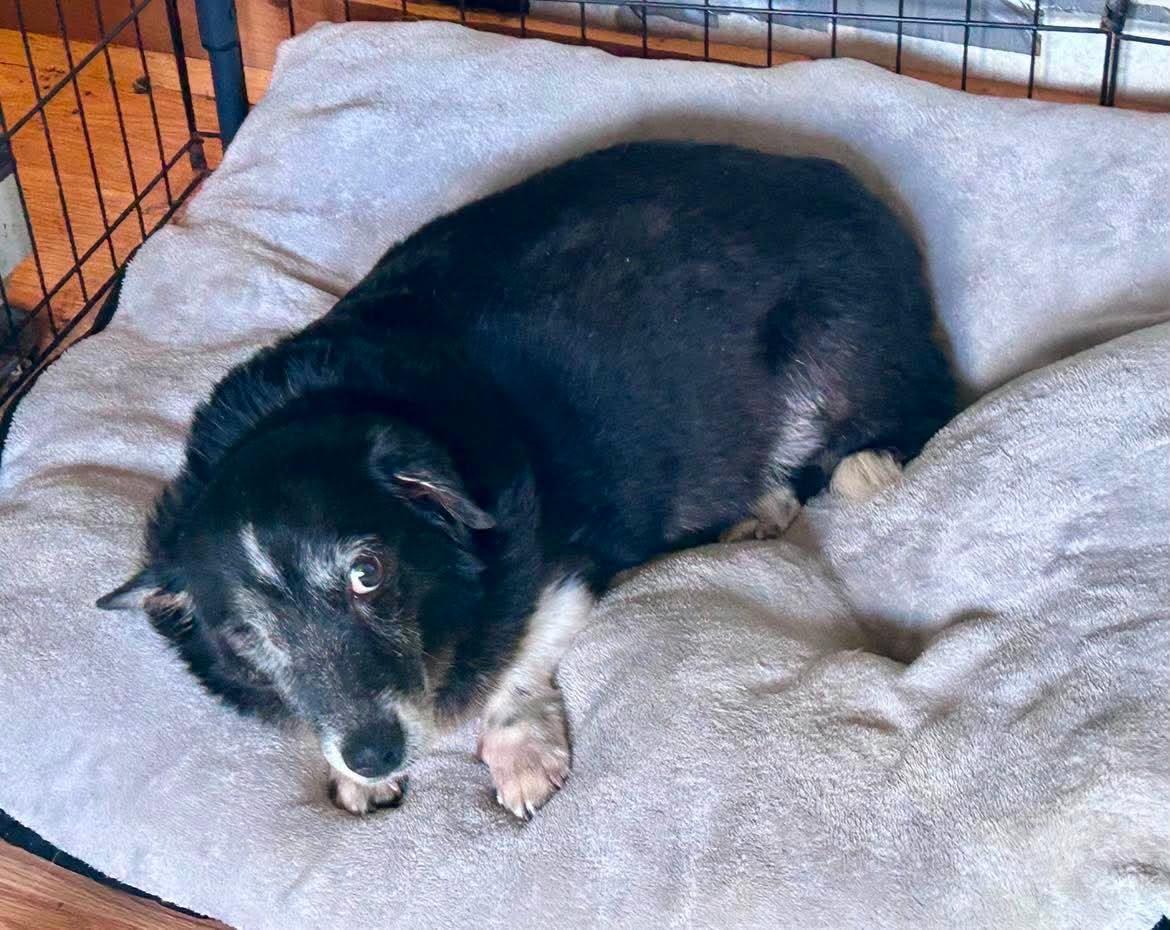 Bunny, a Adoptable Corgi in Ceres, VA image 3/3