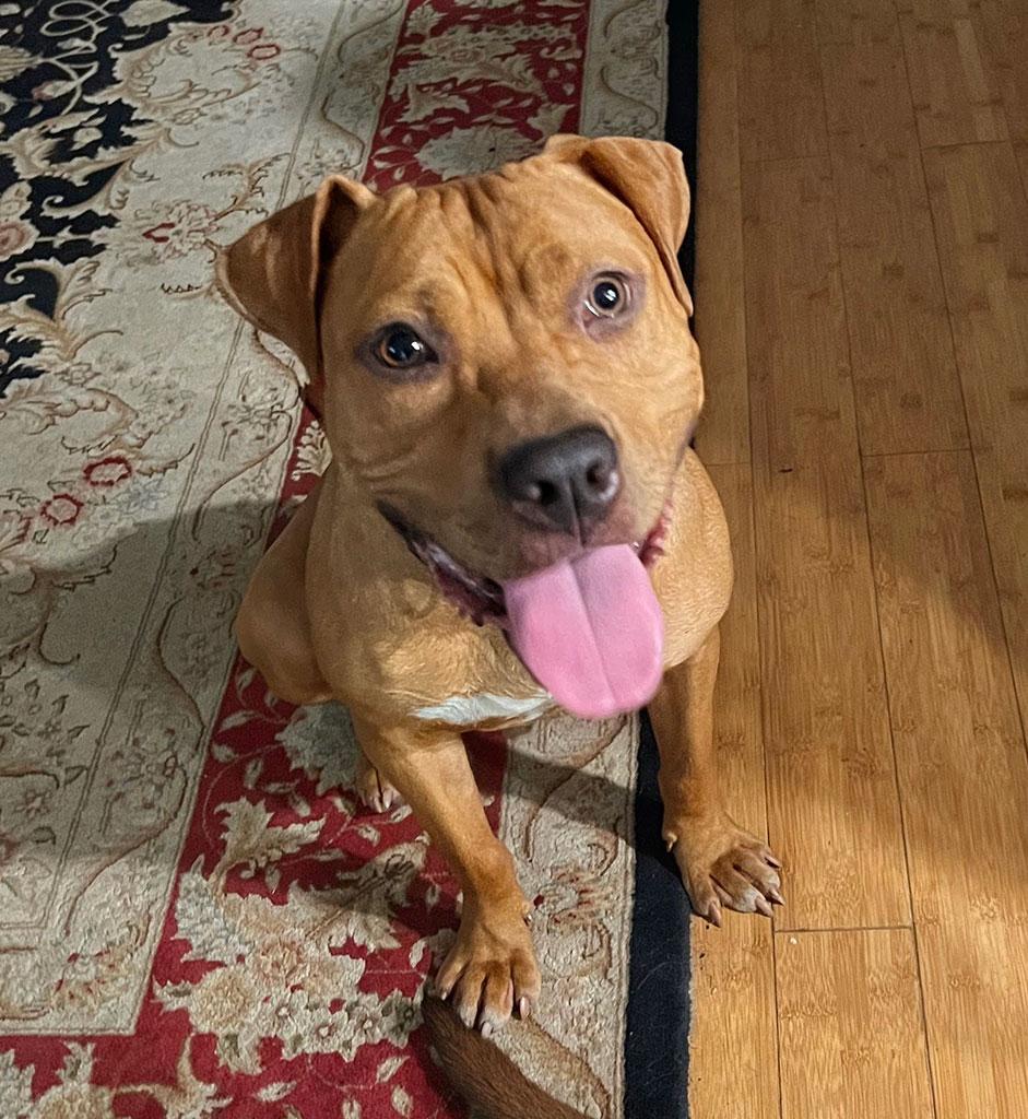 Pending - Esquire (also known as Skippy), ADOPTABLE, Young Male Pit Bull Terrier.