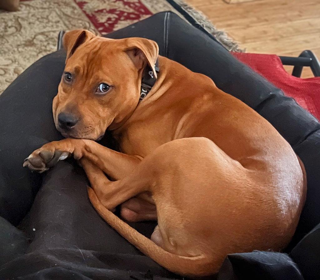 Pending - Esquire (also known as Skippy), a ADOPTABLE mixed breed in Bowie, MD image 5/5