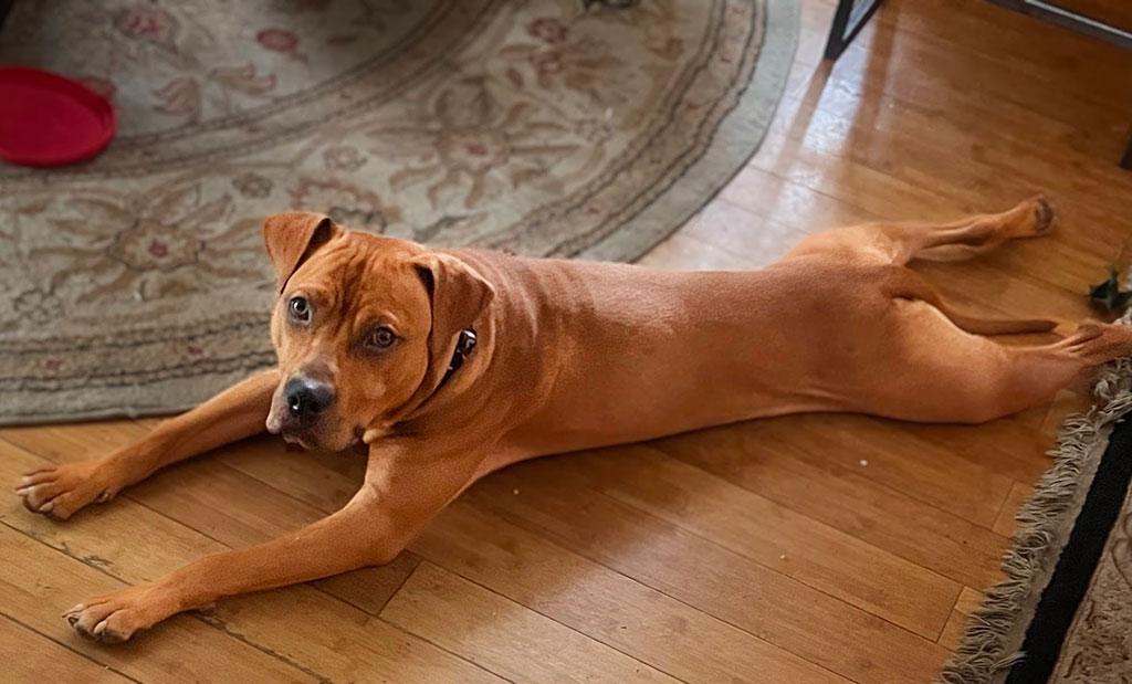 Pending - Esquire (also known as Skippy), a ADOPTABLE mixed breed in Bowie, MD image 3/5
