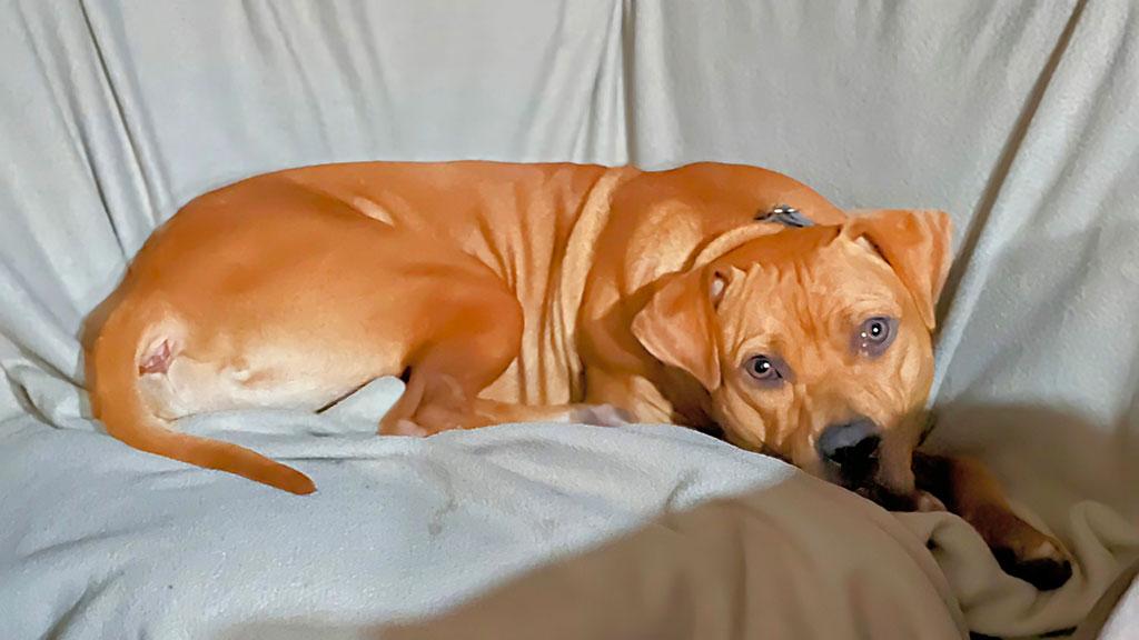 Pending - Esquire (also known as Skippy), a ADOPTABLE mixed breed in Bowie, MD image 2/5