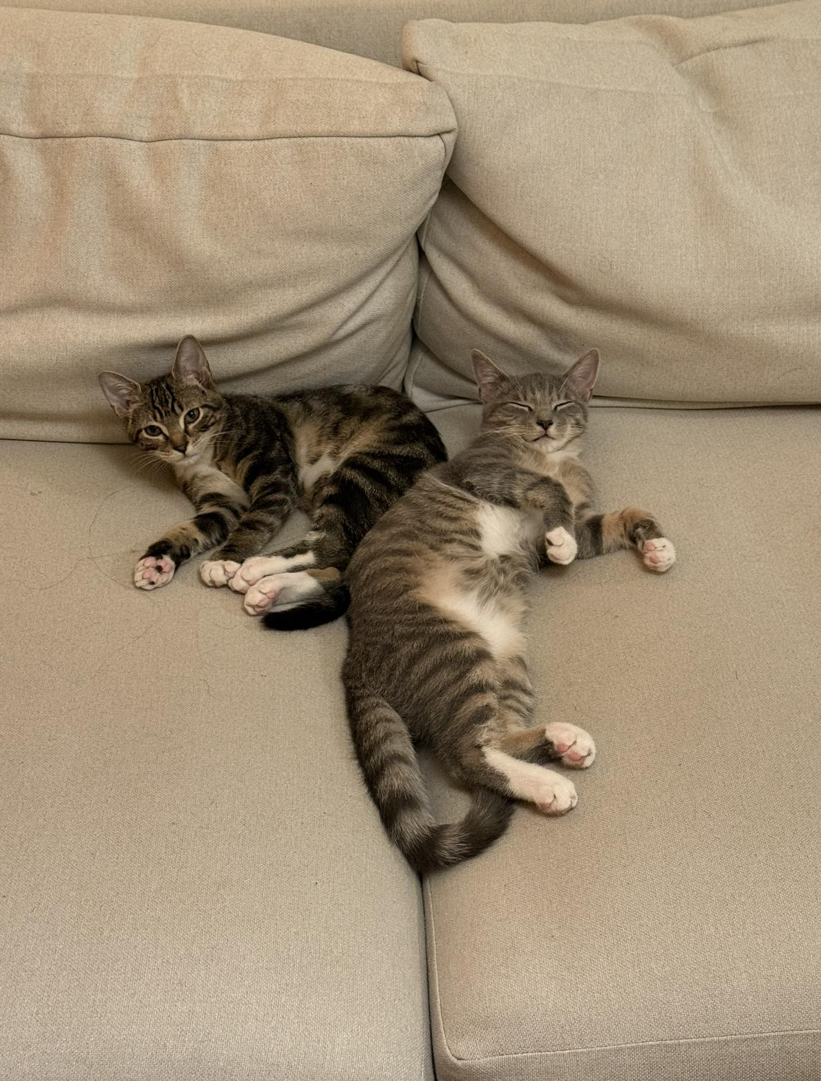 Arthur & Totter, a Adoptable Domestic Short Hair in Brooklyn, NY image 2/6