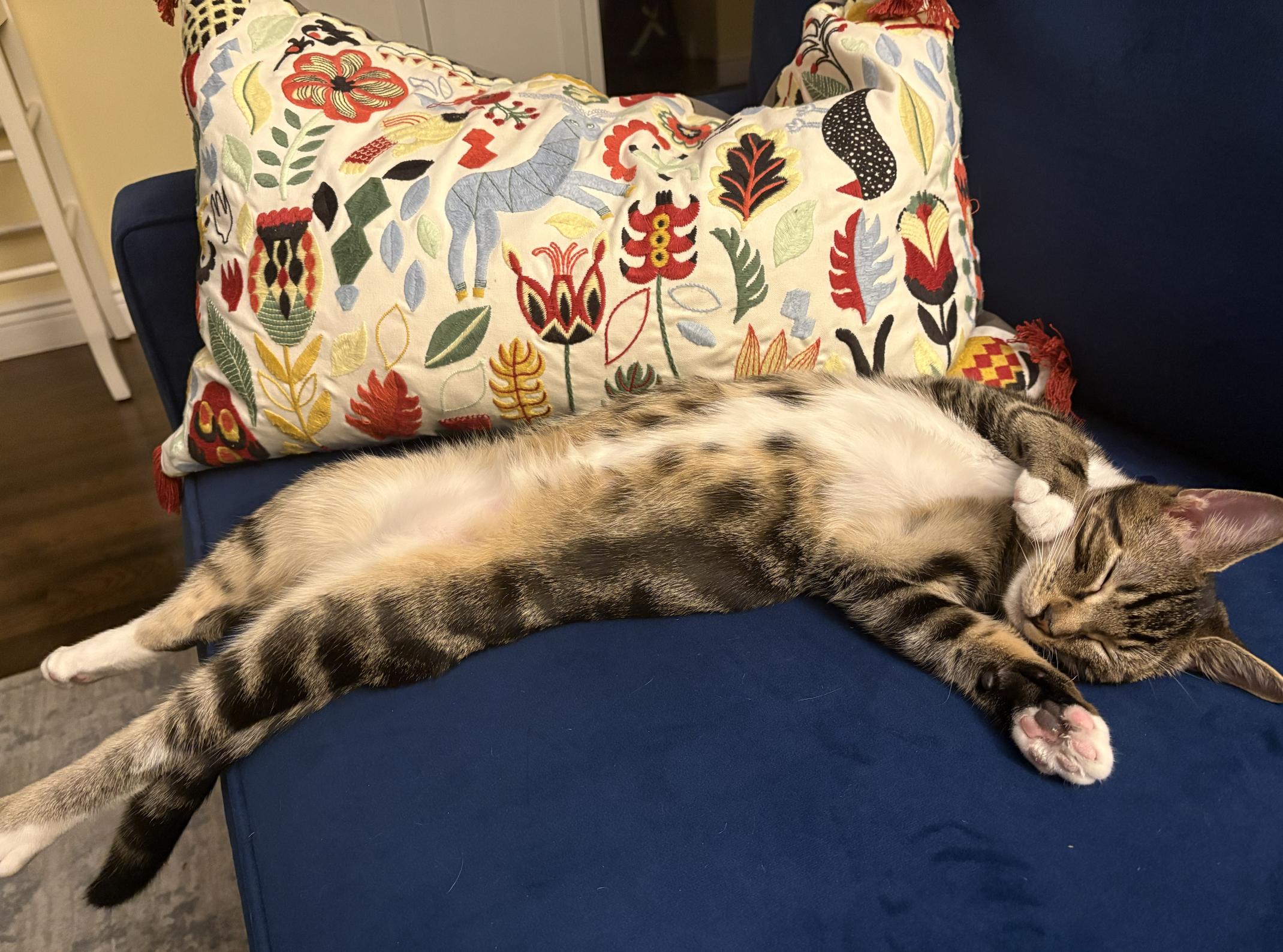 Arthur & Totter, a Adoptable Domestic Short Hair in Brooklyn, NY image 1/6