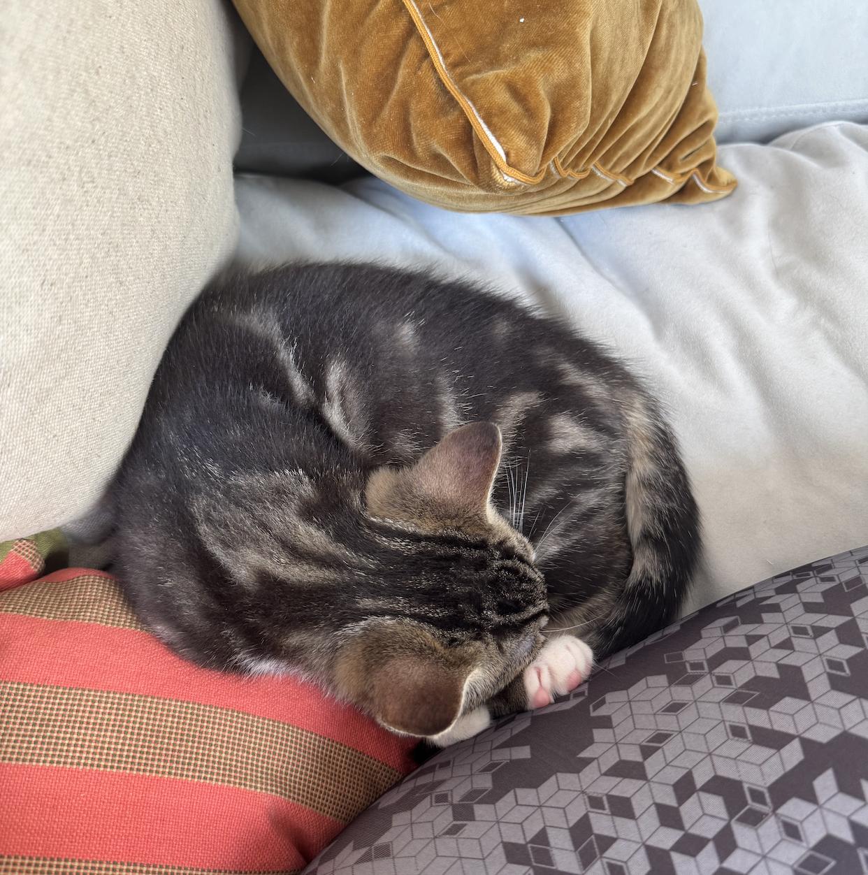 Arthur & Totter, a Adoptable Domestic Short Hair in Brooklyn, NY image 4/6